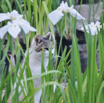 菖蒲と猫