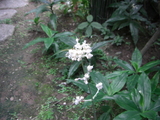 花みょうが