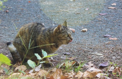 きじねこ