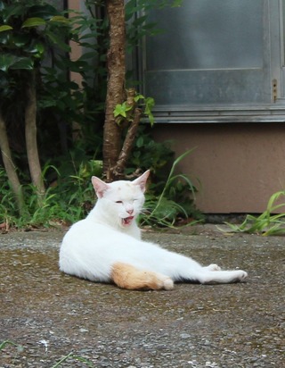 ウィンク