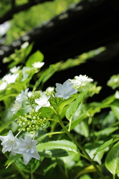 東慶寺 6月