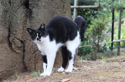 猫背