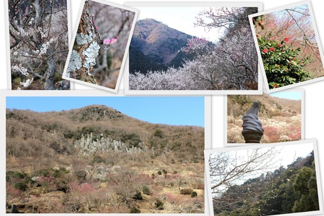 幕山梅林
