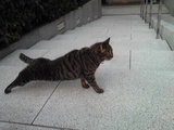 nanzou-cat
