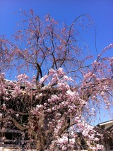 2011_Hana3