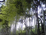 yakushi-8