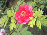 daishi-6b