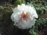 daishi-6a