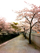 2011_Hana1