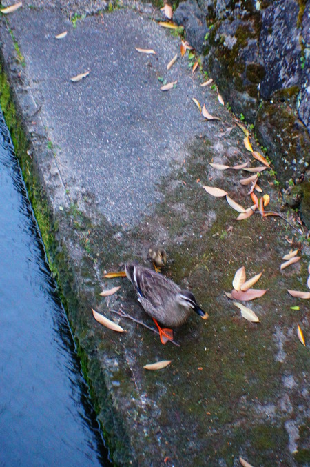 DSC04845 - ¥³¥Ô¡¼
