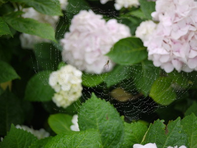 蜘蛛の巣
