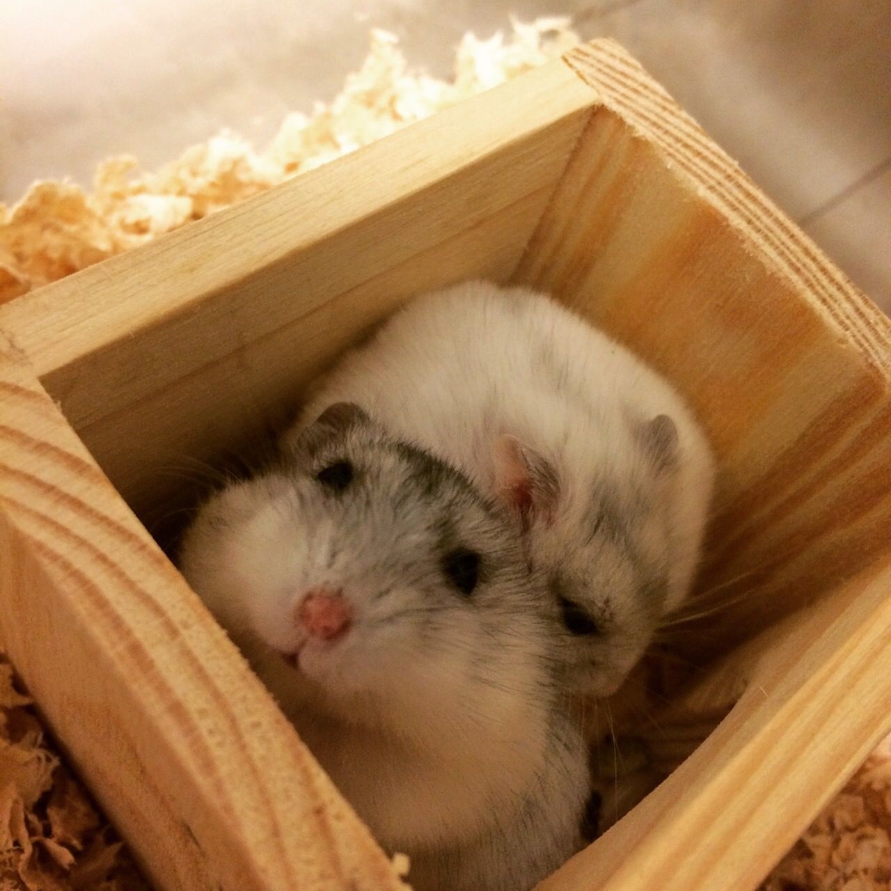 ハムスター3