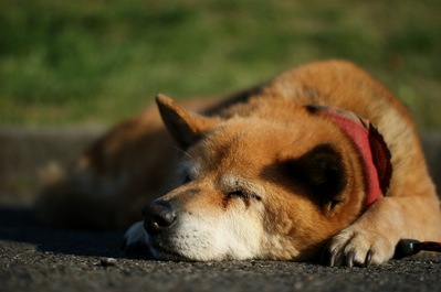th_DSC02280