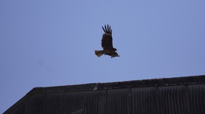 th_DSC07974
