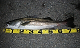 ��ώ�79cm