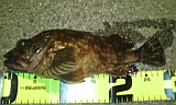 ��������29cm
