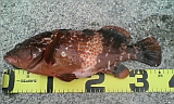 �����ގʎ�36.5cm