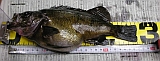 �Ҏʎގ�27.3cm