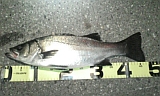 �ˎ׎����ގ�47cm