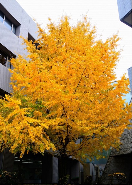icho