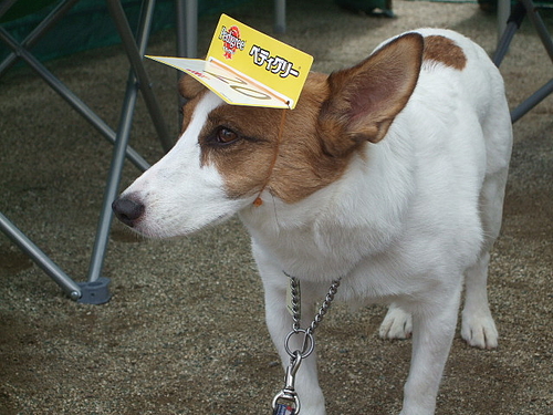 静岡県訓練王座競技大会 静岡県訓練王座競技大会