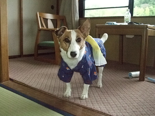 長岡伊豆 066 長岡伊豆 066