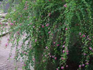DSCF3730