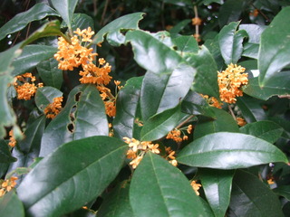 DSCF3731