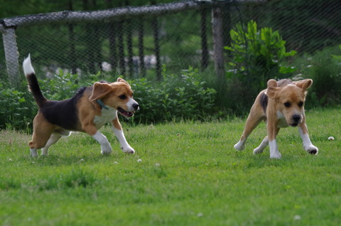 IMGP0935