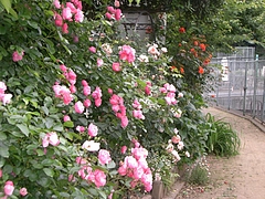 5月 006
