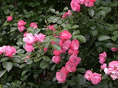 5月 003
