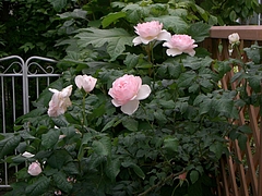 5月 001