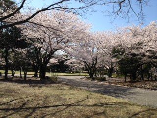 2012、4航空公園の桜