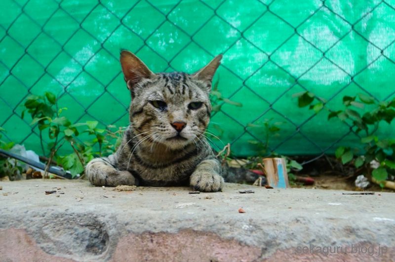 batch_DSC03838