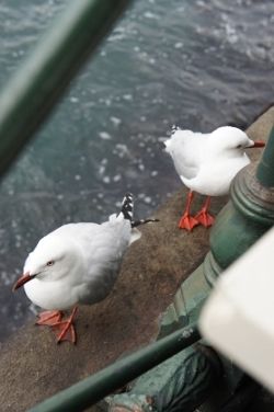 DSC07665 (250x376)