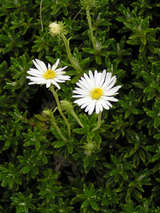strapdaisy2