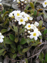 forgetmenot2