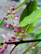 wineberry