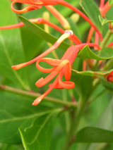 paraxia