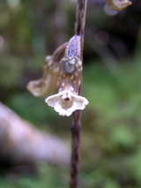gastrodia2