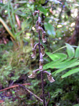 gastrodia1
