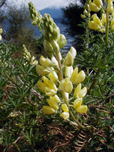 treerupin