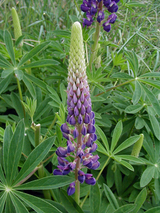 rupinpurple