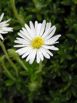 strapdaisy