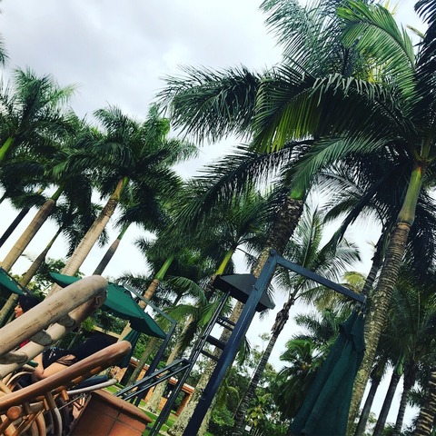 Munyonyo poolside with palm tree