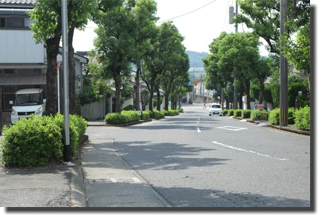 街路樹001