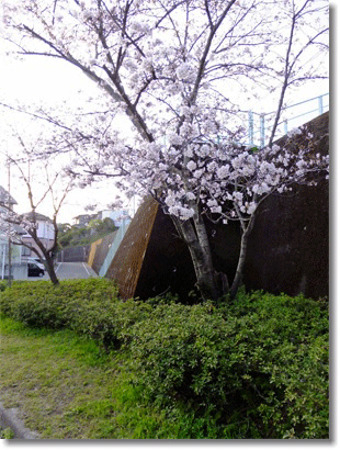 さくら01