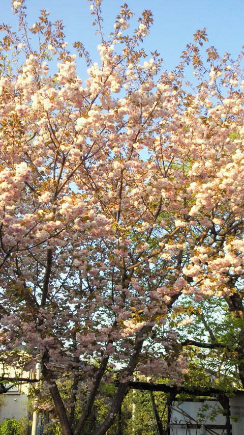 八重桜