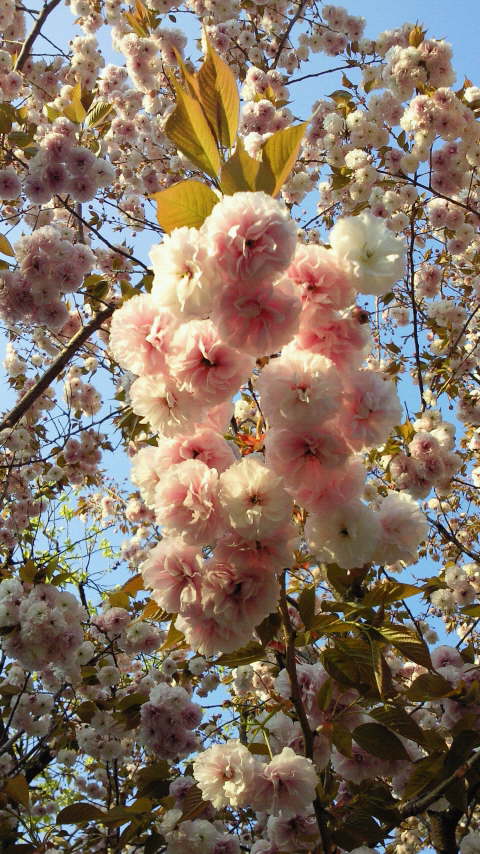 八重桜