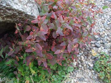 DSCF6062